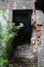 An Iļģuciems Doorway In An Old Building With A Plant Growing Out Of It.