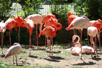 A Group Of Flamingos Standing In Riga Zoo Enclosure.
