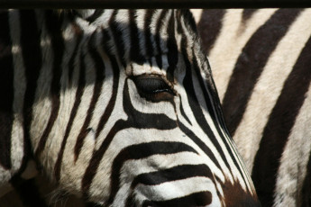 A Close Up Of A Zebra'S Head At Riga Zoo.