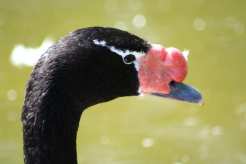 A Close Up Of A Black Swan With A Red Beak At Riga Zoo.