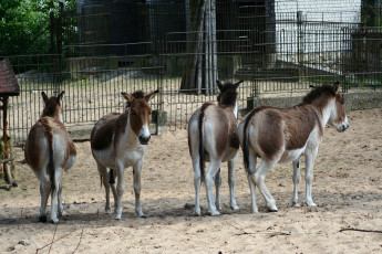 A Group Of Donkeys Standing In A Fenced Area At Riga Zoo.