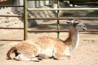 A Llama In Riga Zoo Lying Down In The Dirt.