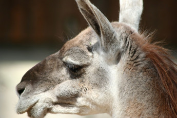 A Close Up Of A Llama'S Head At Riga Zoo.