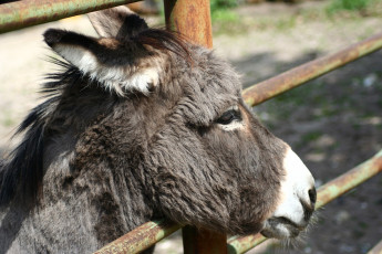 A Donkey'S Head Sticking Out Of A Fence At Riga Zoo.
