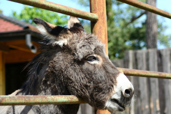 A Donkey At Riga Zoo Looking Over A Fence.
