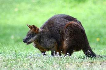 A Kangaroo Is Standing In Riga Zoo.