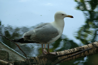 A Seagull Perched On A Tree Branch At Riga Zoo.