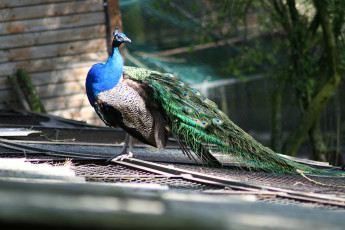 A Peacock Perched On A Rooftop At Riga Zoo.