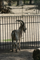 A Goat At Riga Zoo Standing Behind A Fence.