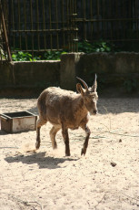 A Goat Exploring Riga Zoo.