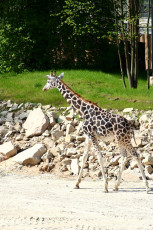 A Giraffe Walking At Riga Zoo.