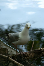 A Seagull Perched On A Branch At Riga Zoo.