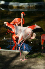 A Flock Of Flamingos Gracefully Gathered In A Pond At Riga Zoo.