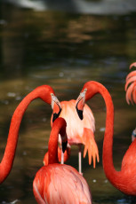 A Group Of Flamingos At Riga Zoo.