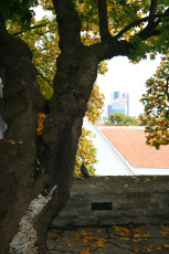 A Large Tree In Tallinn.